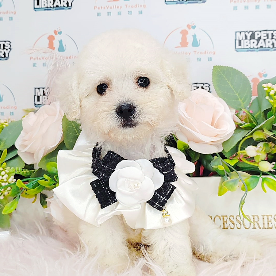 Tiny Poodle Puppy (Female) For Sale