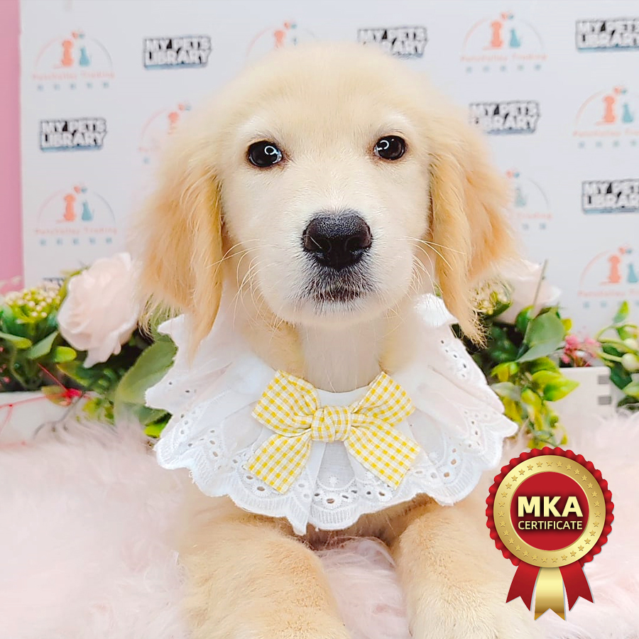 MKA Golden Retriever Puppy (Female) For Sale