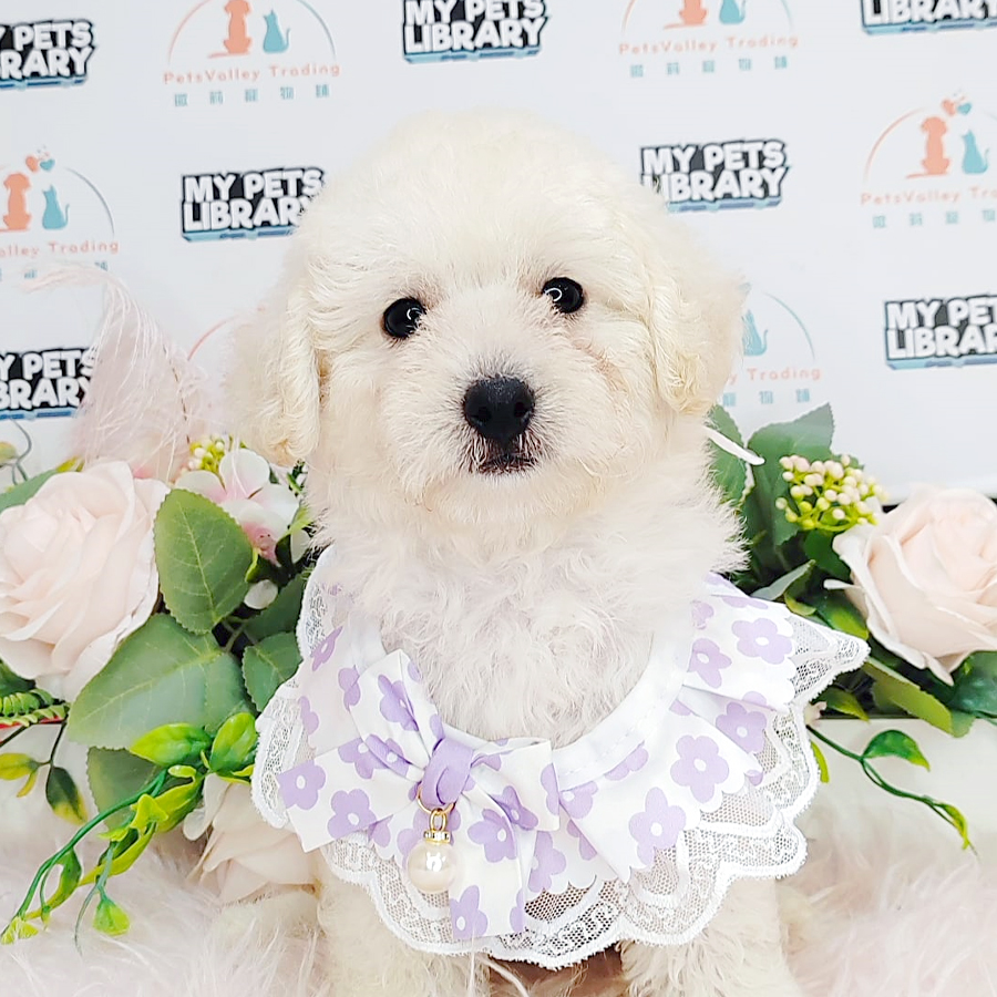 Toy Poodle Puppy (Male) For Sale