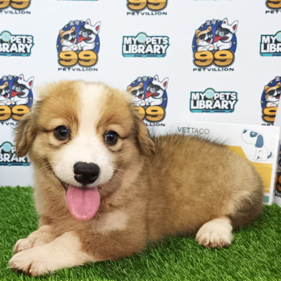 Welsh Corgi Puppy (Male) For Sale