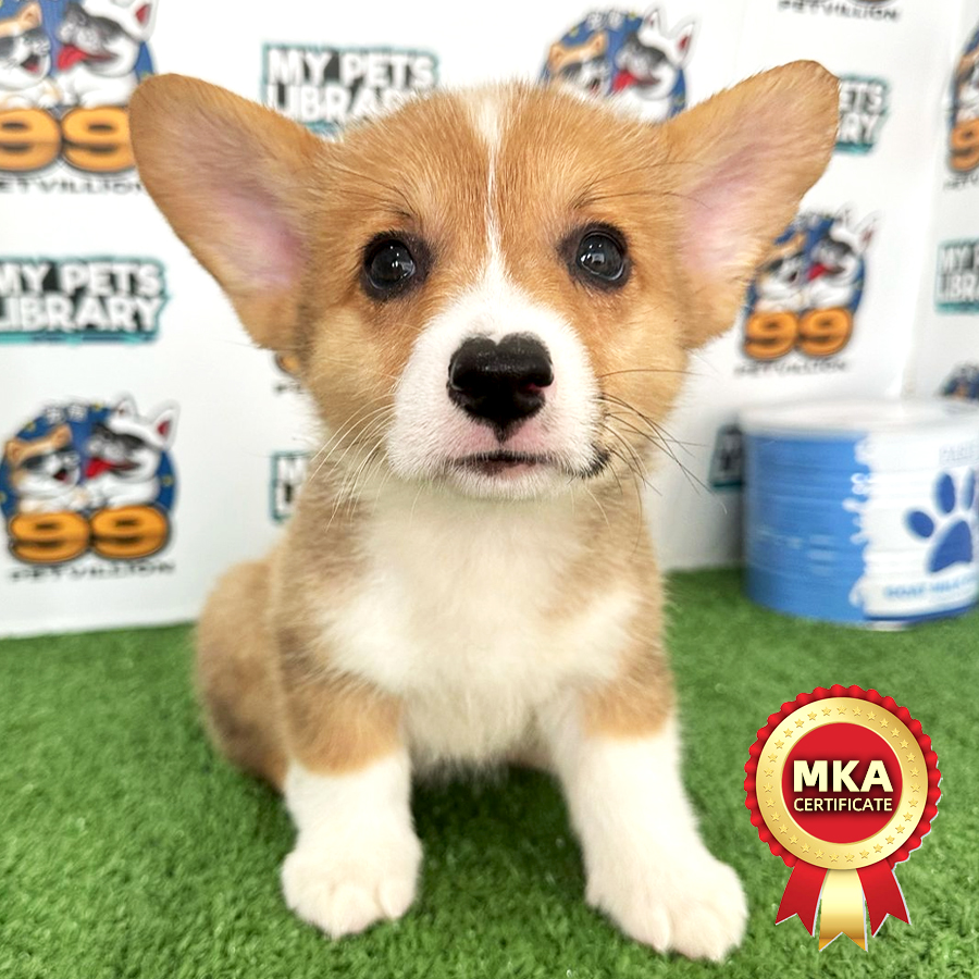 MKA Welsh Corgi Puppy (Male) For Sale