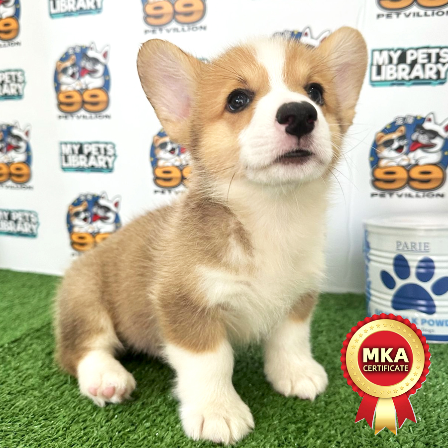 MKA Welsh Corgi Puppy (Male) For Sale
