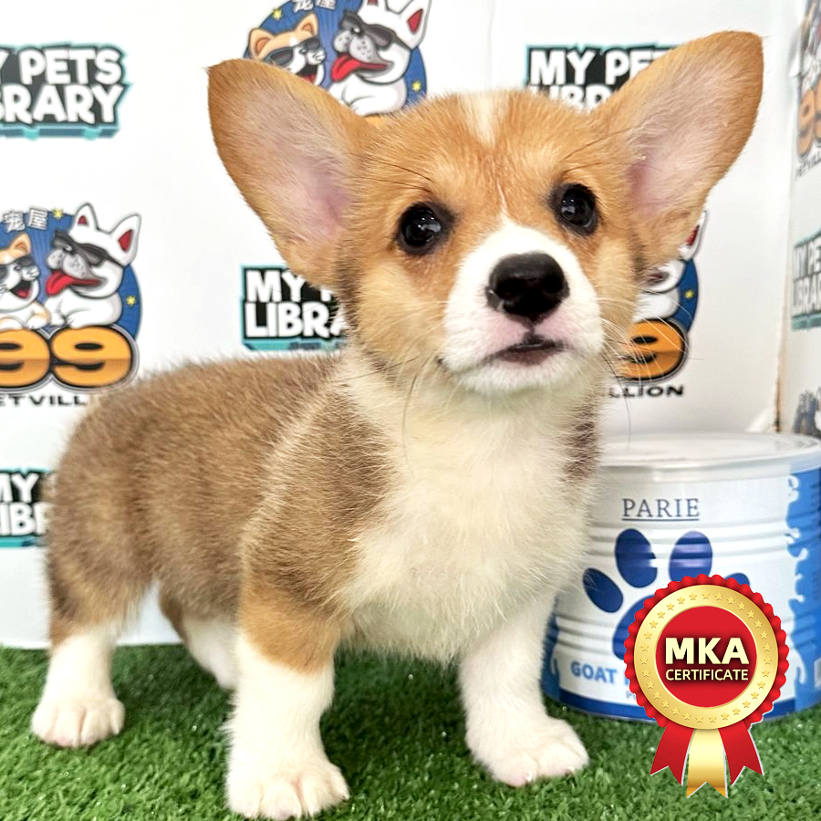 MKA Welsh Corgi Puppy (Female) For Sale