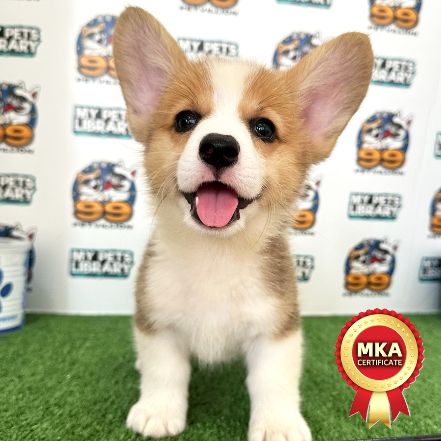MKA Welsh Corgi Puppy (Female) For Sale
