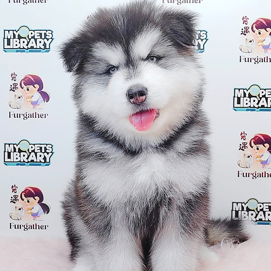Wooly Malamute Puppy (Male) For Sale