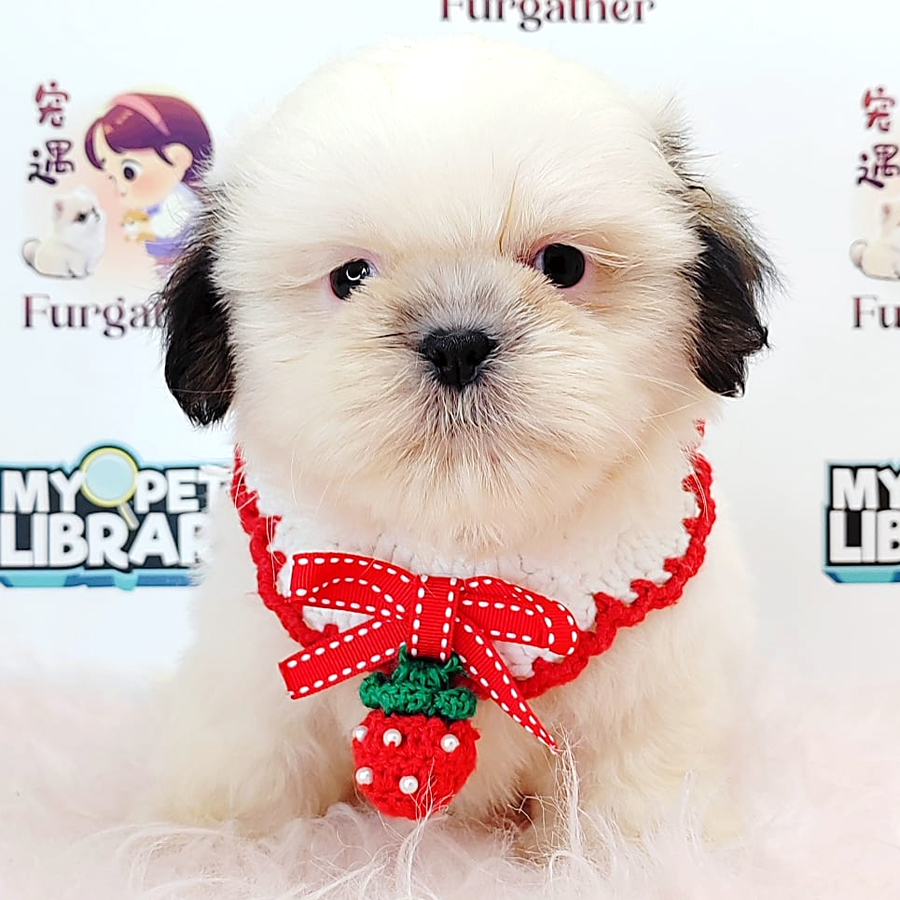 Shih Tzu Puppy (Female) For Sale