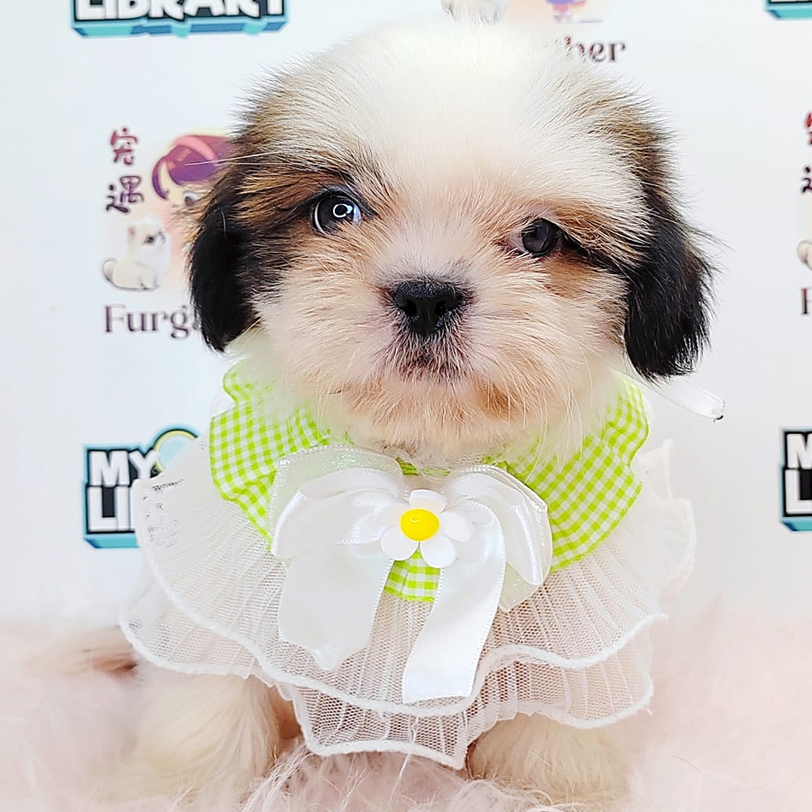 Shih Tzu Puppy (Male) For Sale
