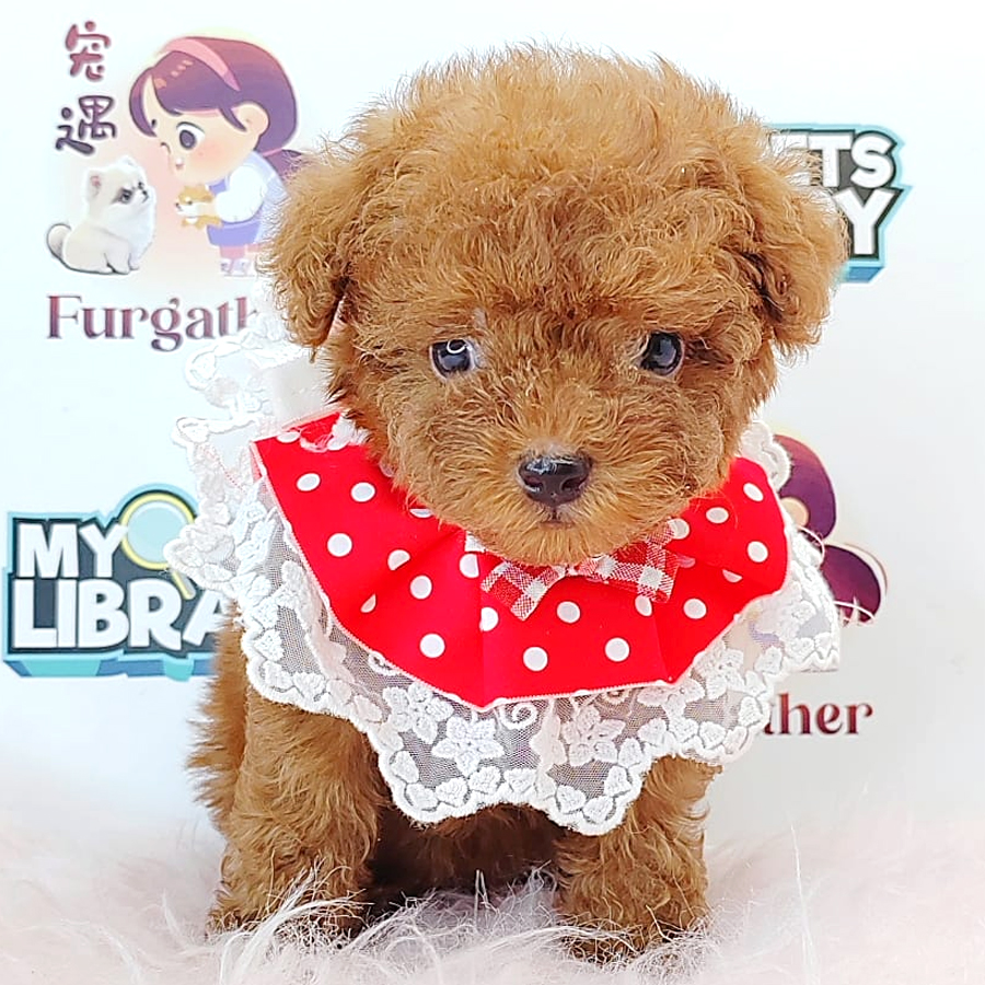 Tiny Toy Poodle Puppy (Male) For Sale