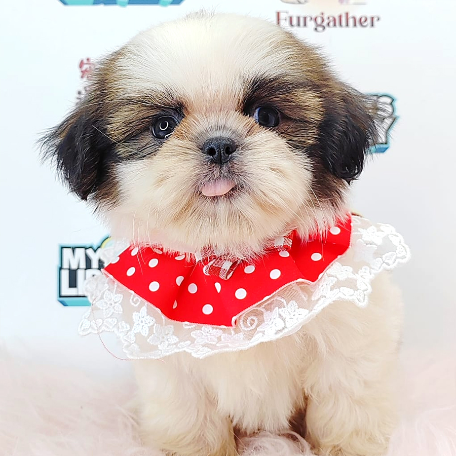 Shih Tzu Puppy (Female) For Sale