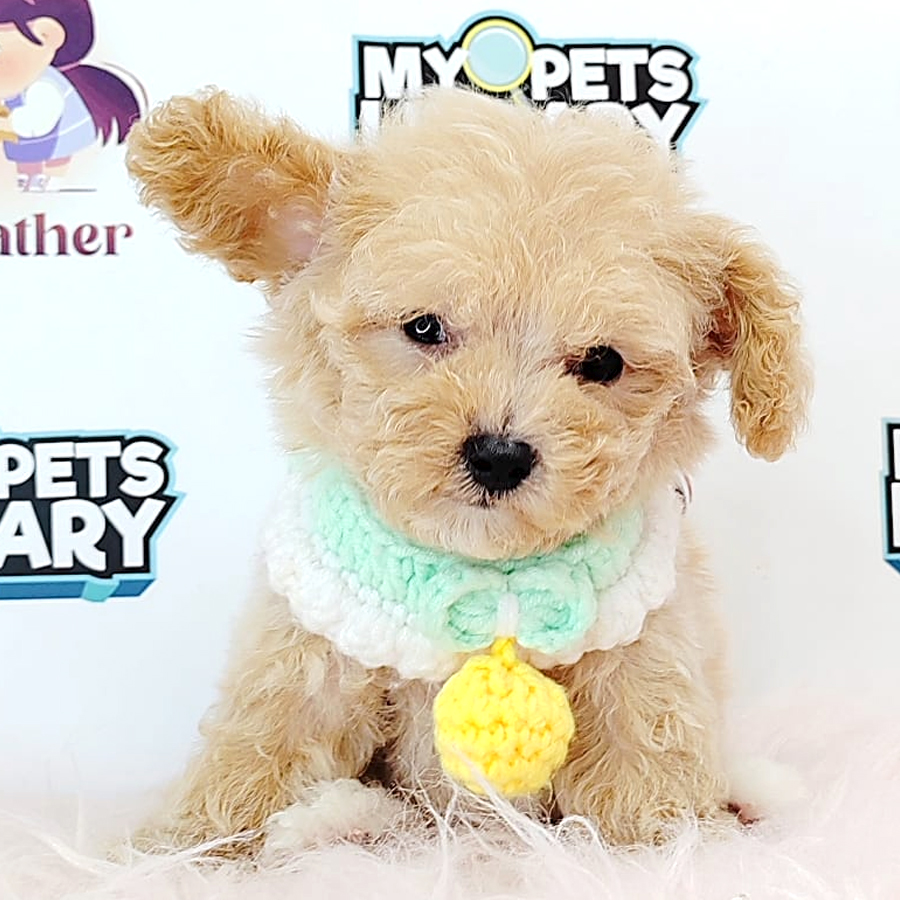 Tiny Poodle Puppy (Female) For Sale