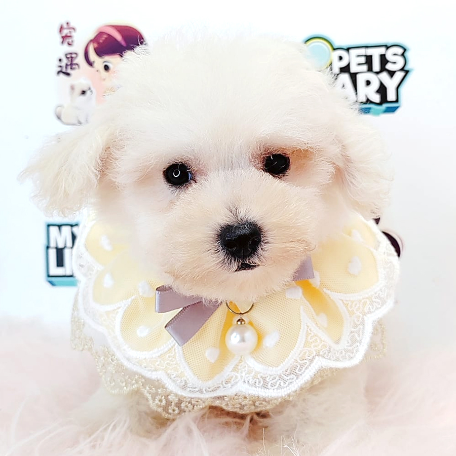Tiny Toy Maltipoo Puppy (Male) For Sale