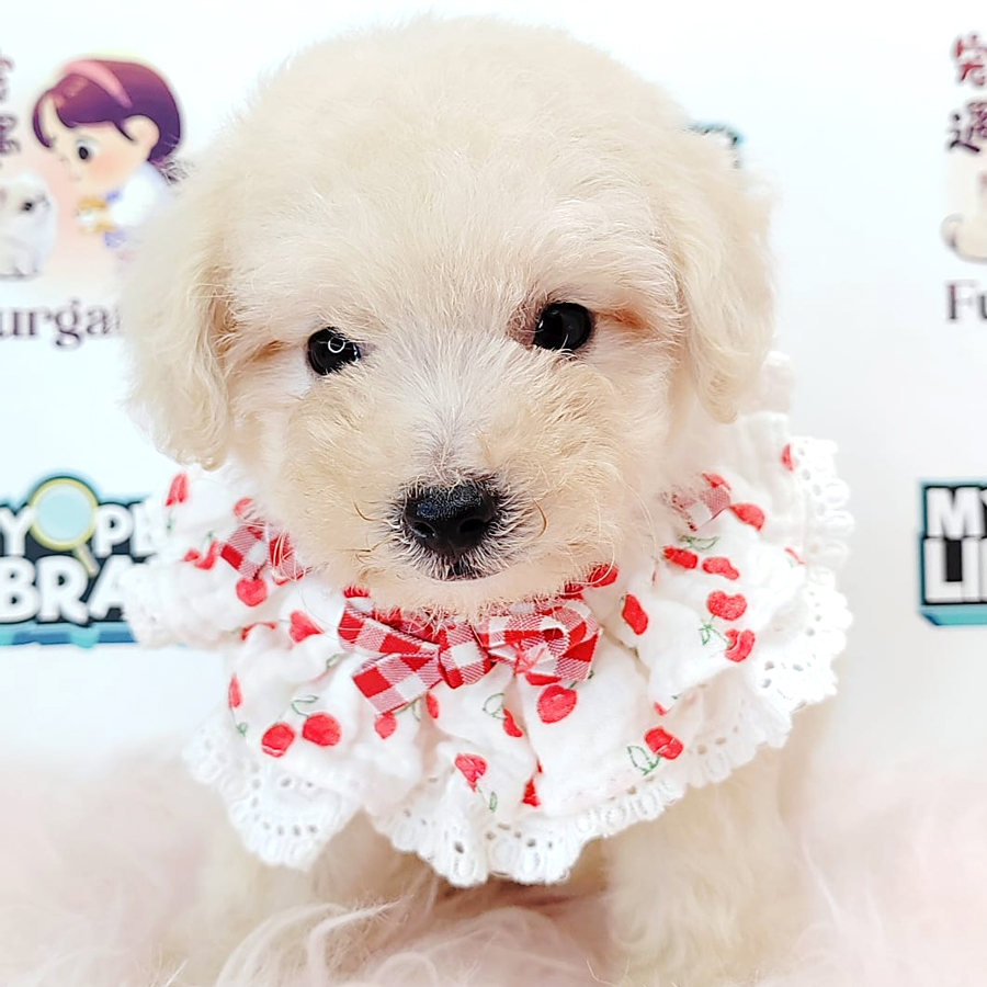 Tiny Toy Poodle Puppy (Female) For Sale