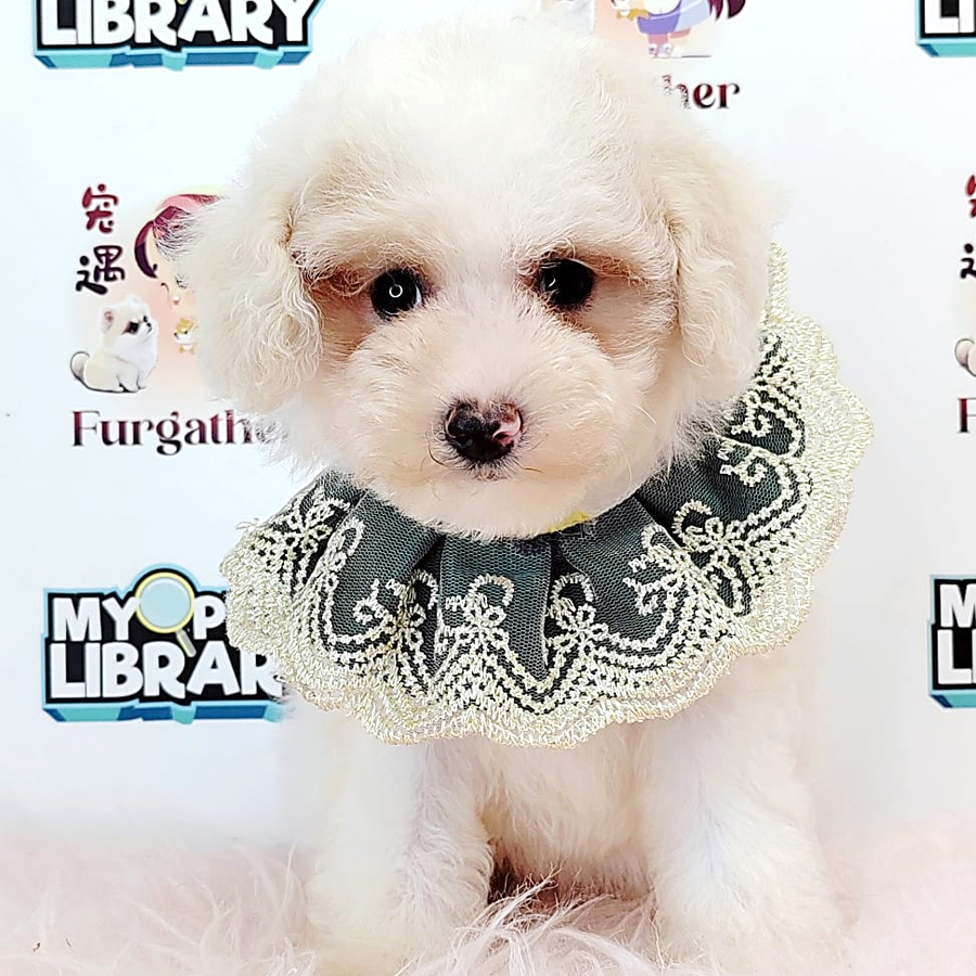 Toy Poodle Puppy (Female) For Sale