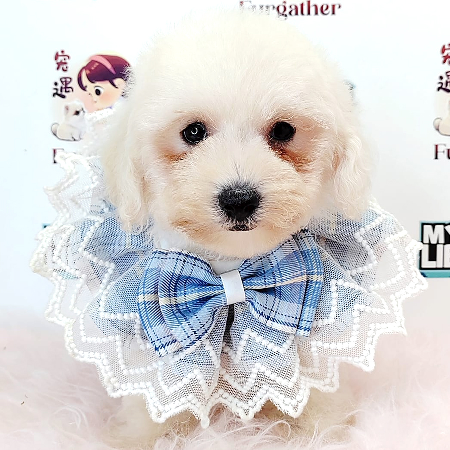 Toy Poodle Puppy (Male) For Sale