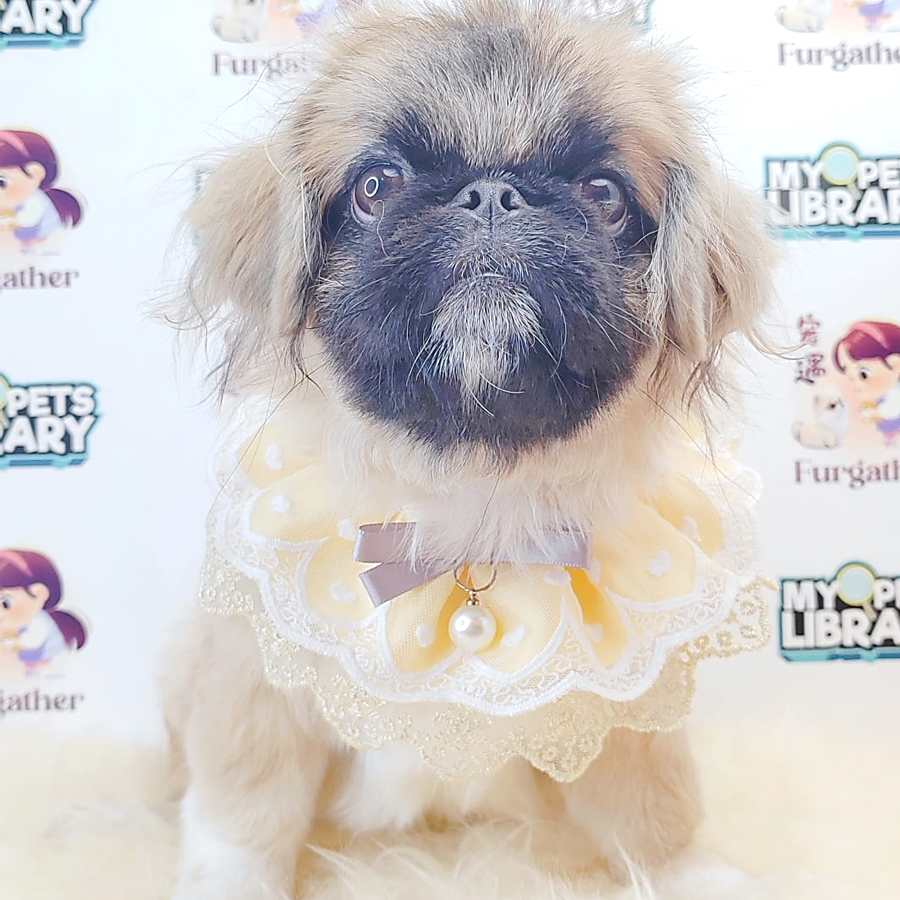 Pekingese Puppy (Male) For Sale