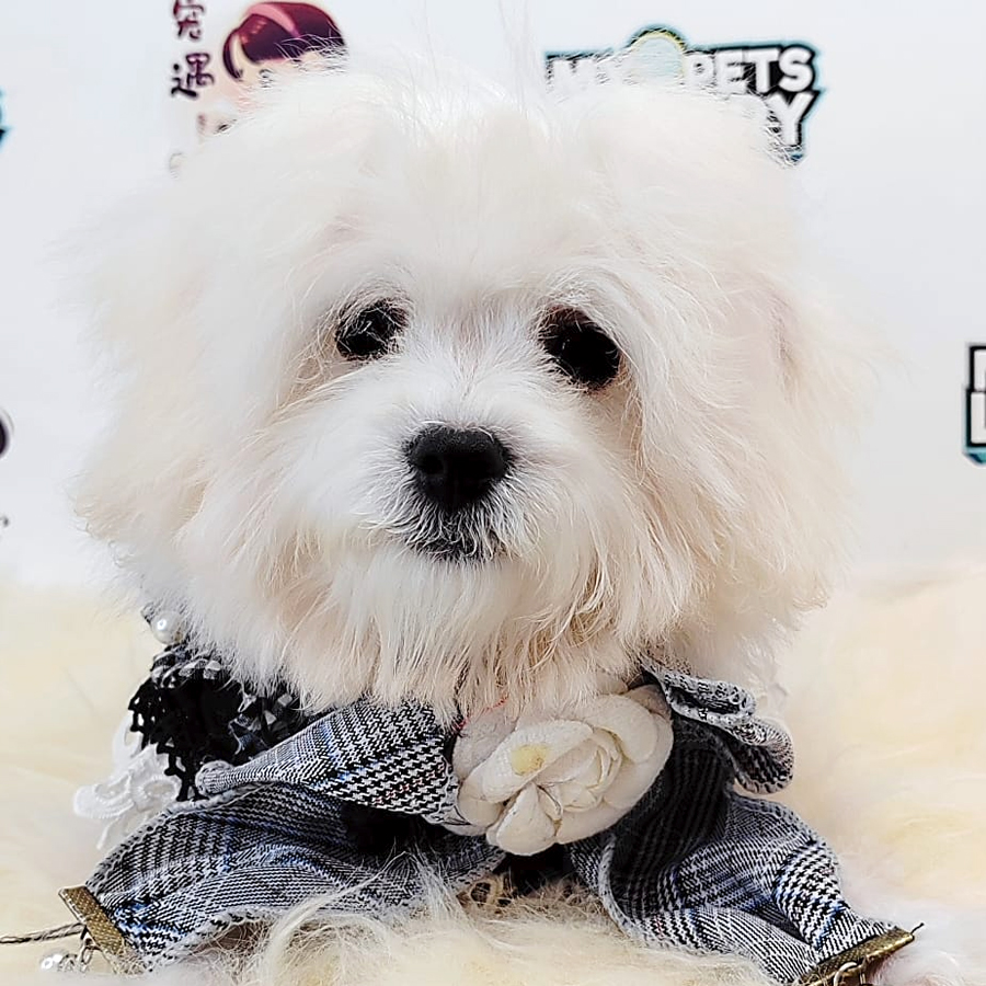 Maltipoo Puppy (Female) For Sale
