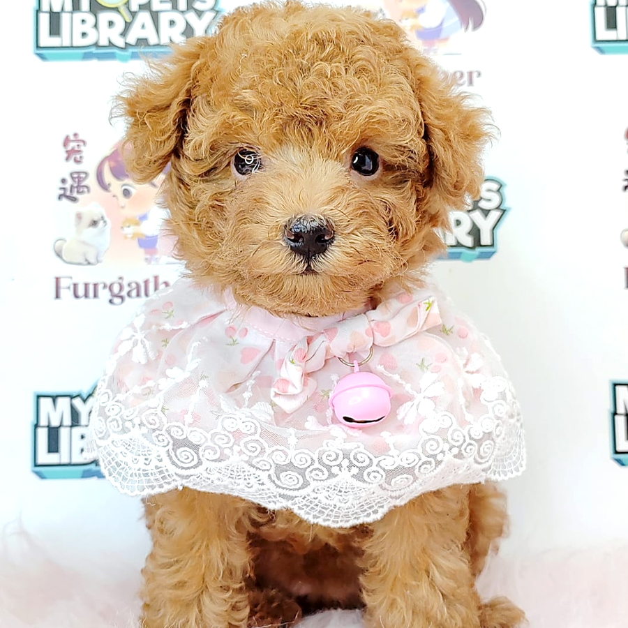 Tiny Toy Poodle Puppy (Female) For Sale