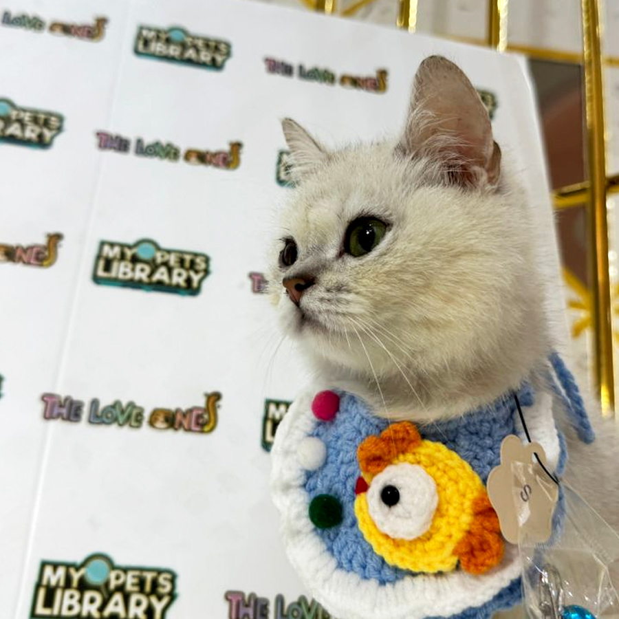 British Shorthair Kitten (Male) For Sale