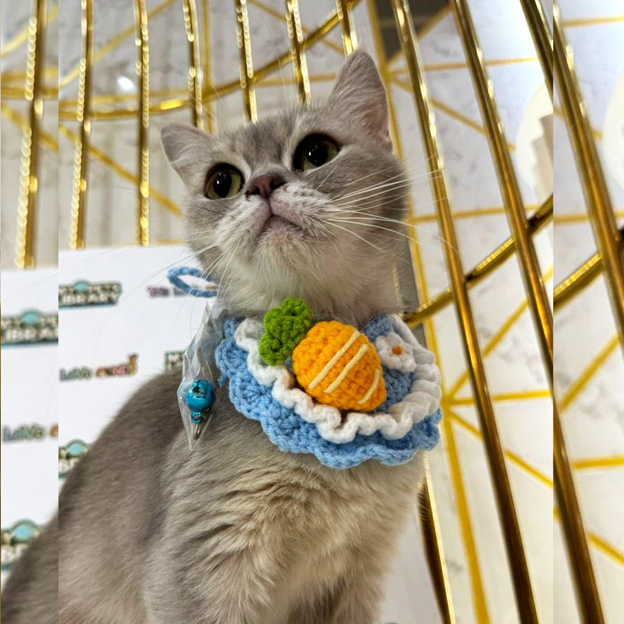 British Shorthair Kitten (Female) For Sale