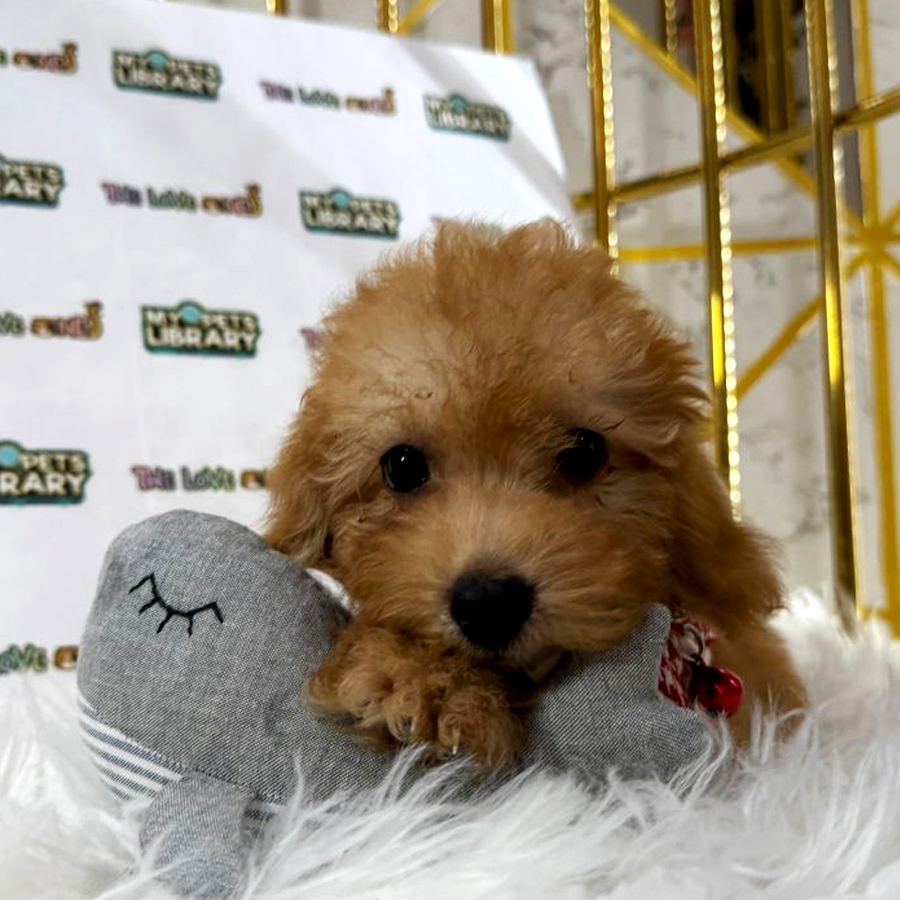 Tiny Toy Poodle Puppy (Female) For Sale