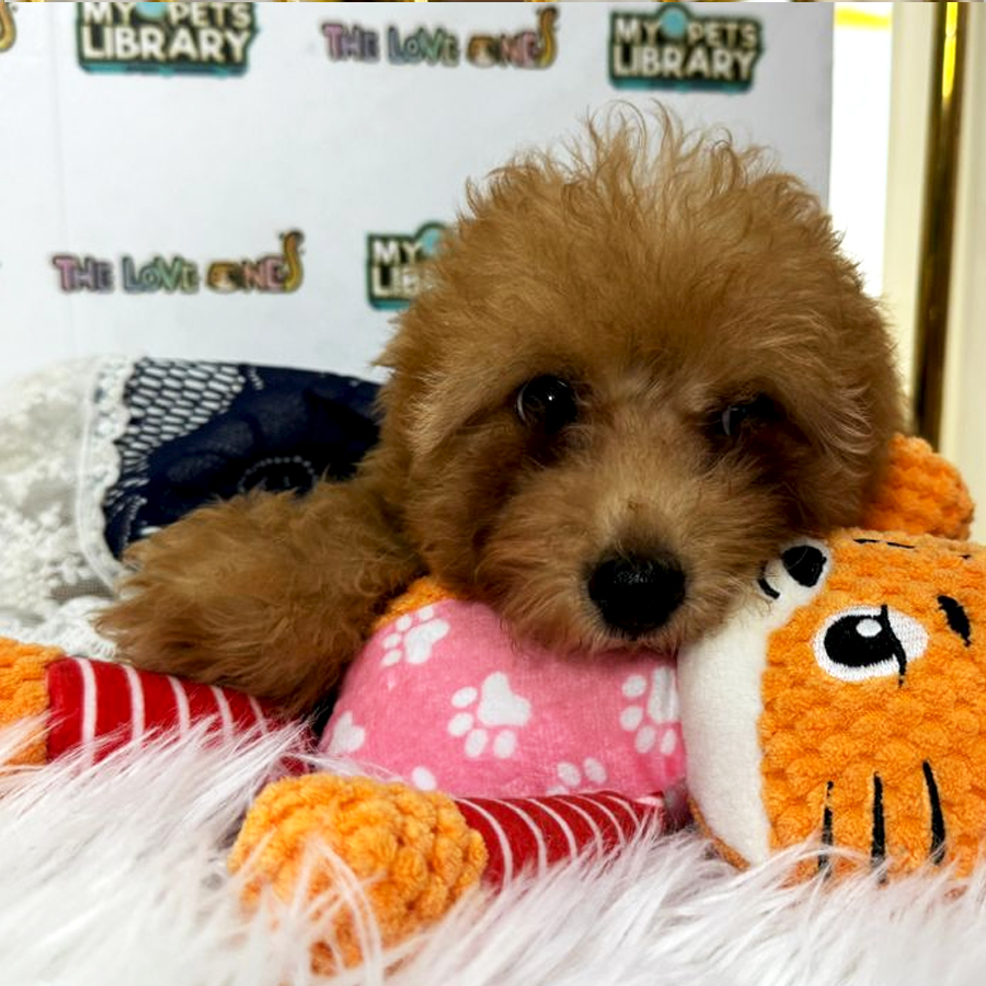 Tiny Toy Poodle Puppy (Female) For Sale