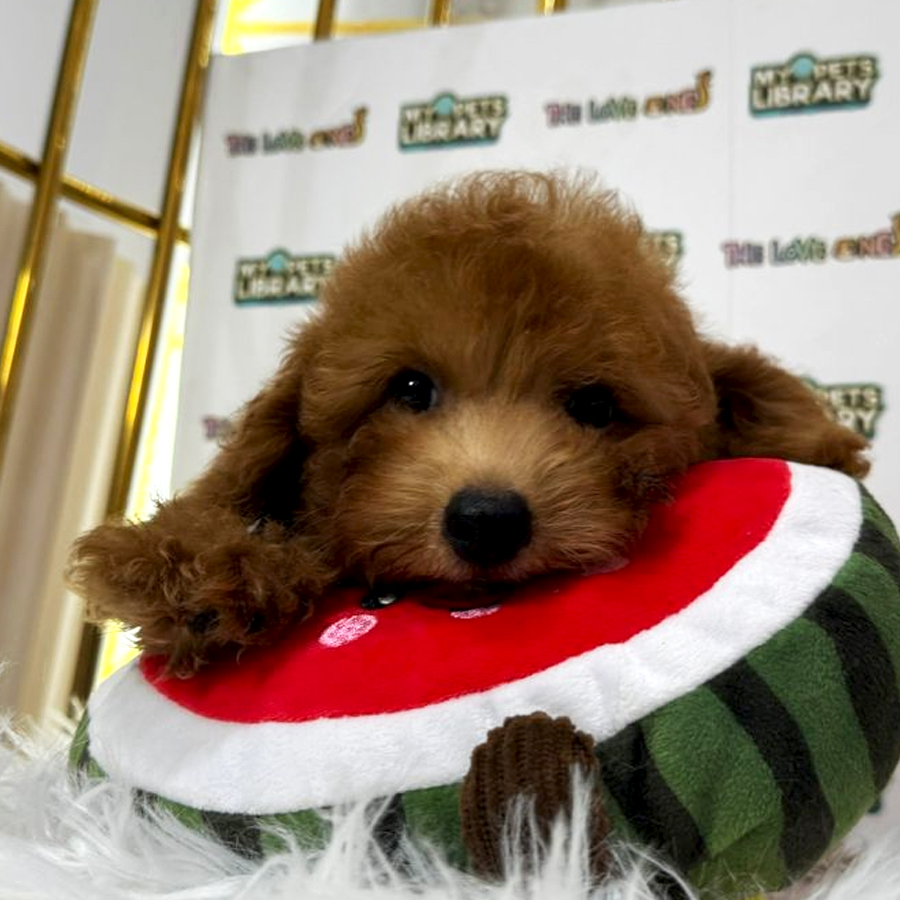 Tiny Toy Poodle Puppy (Male) For Sale