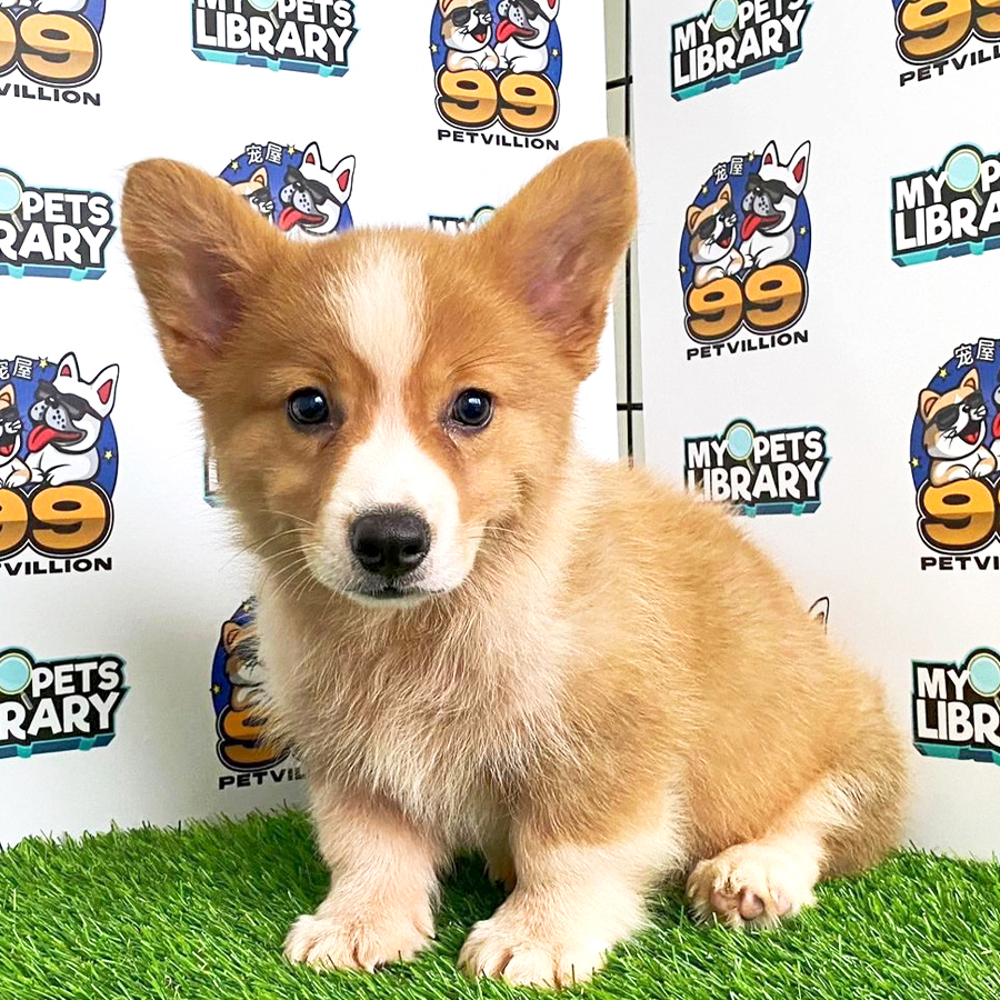Welsh Corgi Puppy (Male) For Sale