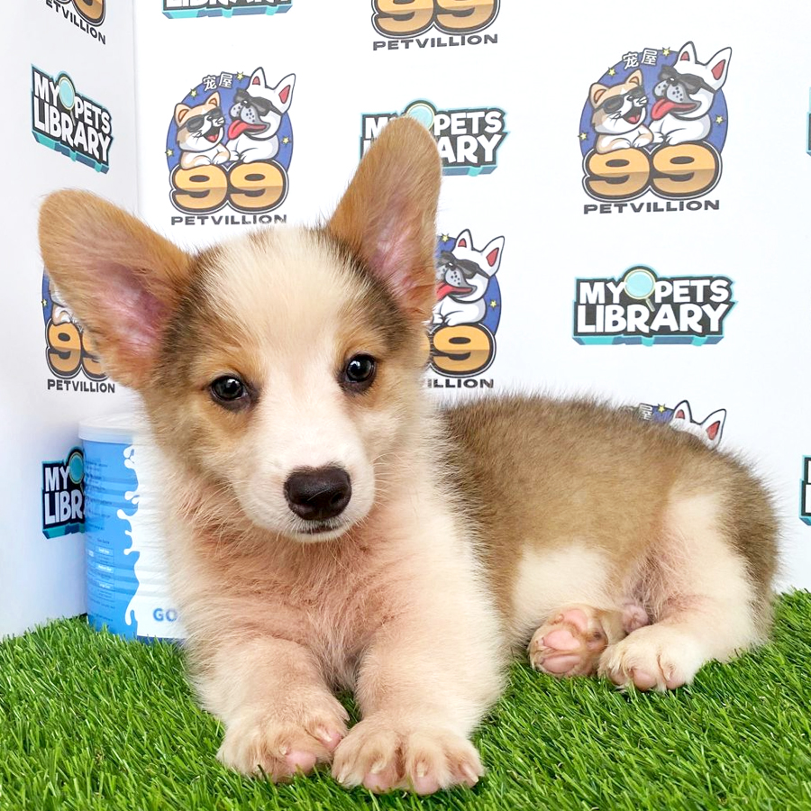 Welsh Corgi Puppy (Male) For Sale