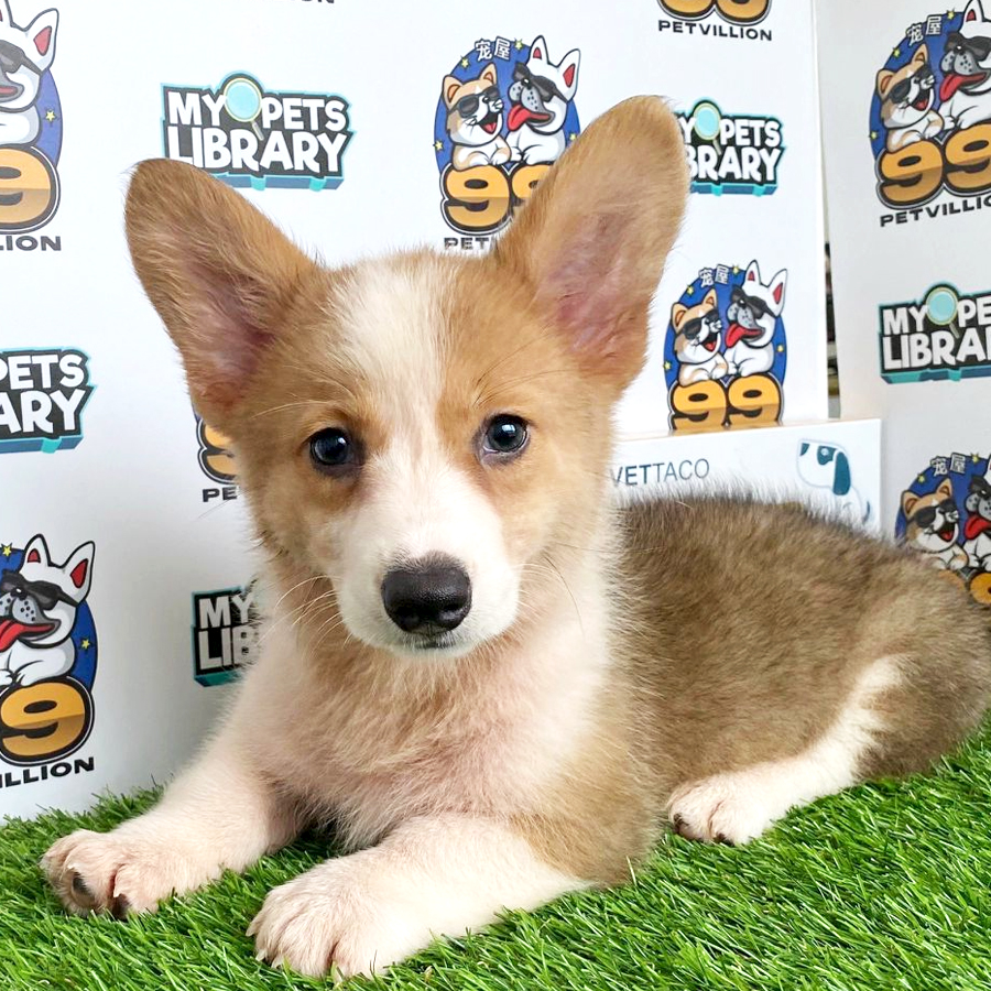 Welsh Corgi Puppy (Female) For Sale