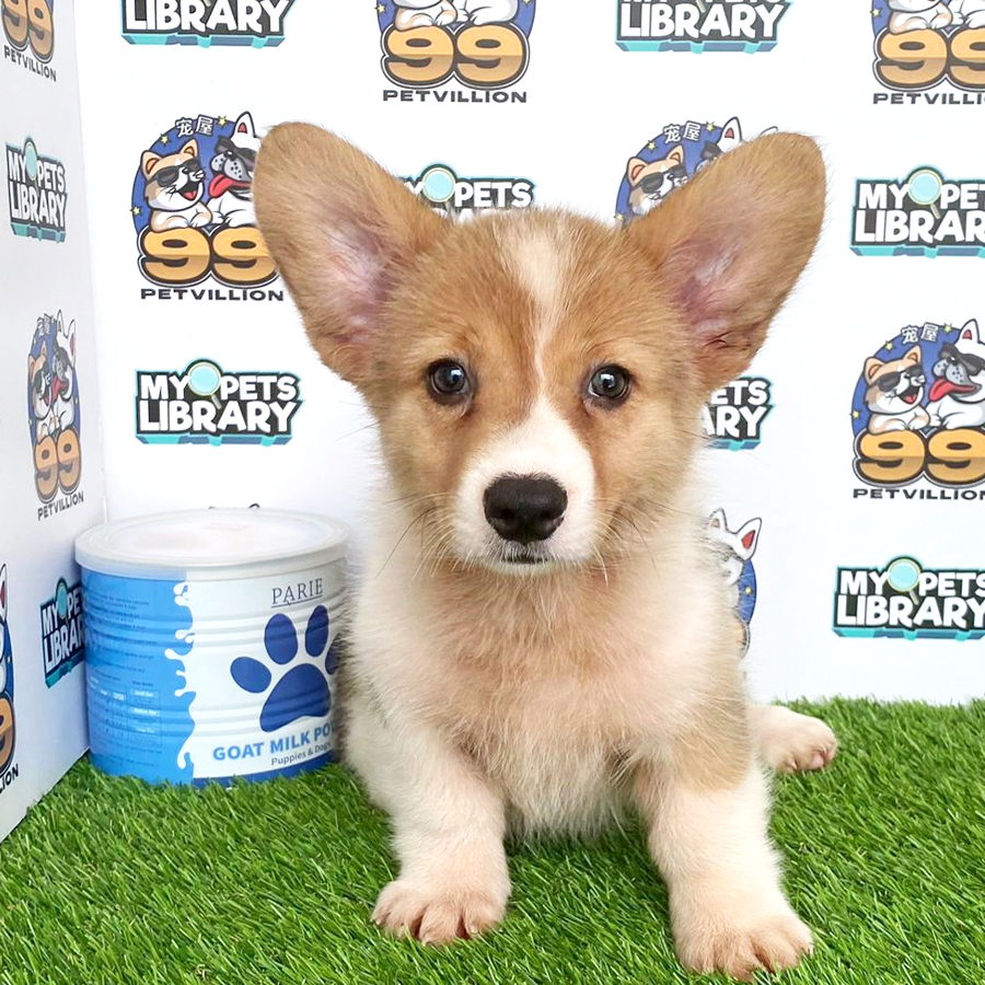 Welsh Corgi Puppy (Female) For Sale