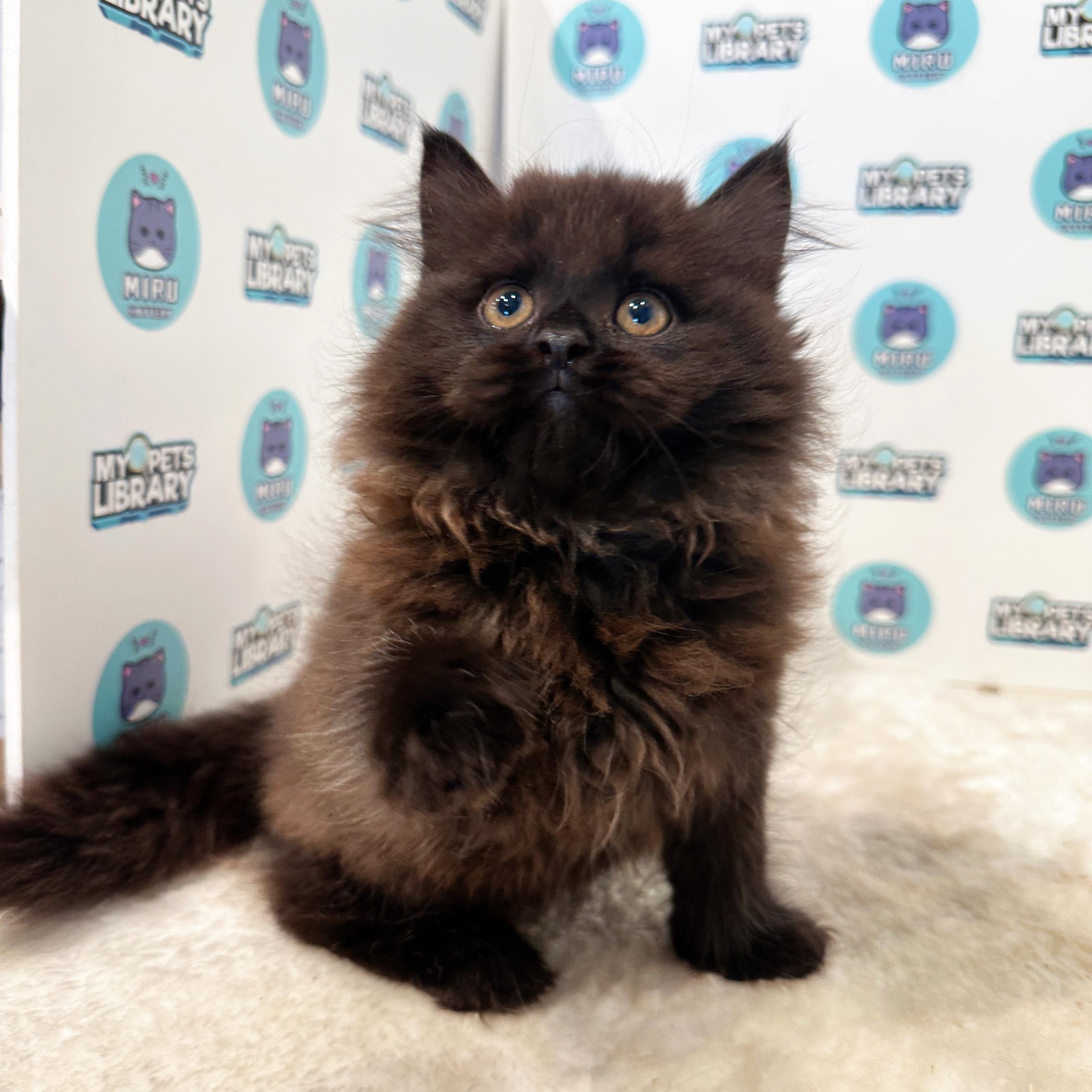 Persian Kitten (Female) For Sale