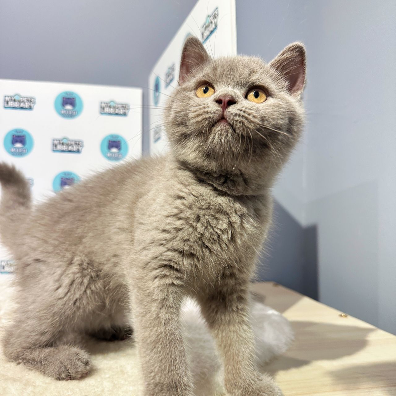 British Shorthair Kitten (Female) For Sale