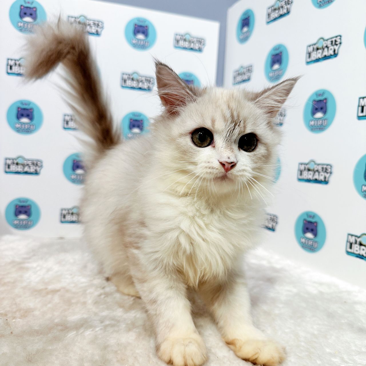 Munchkin Longhair Kitten (Female) For Sale