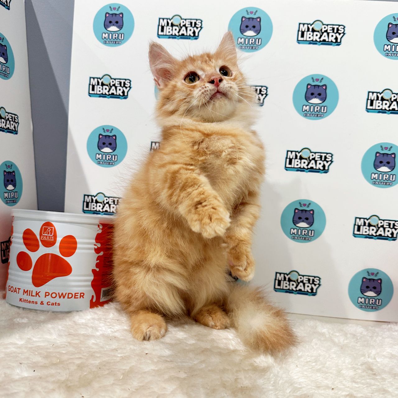Standard Munchkin Kitten (Male) For Sale
