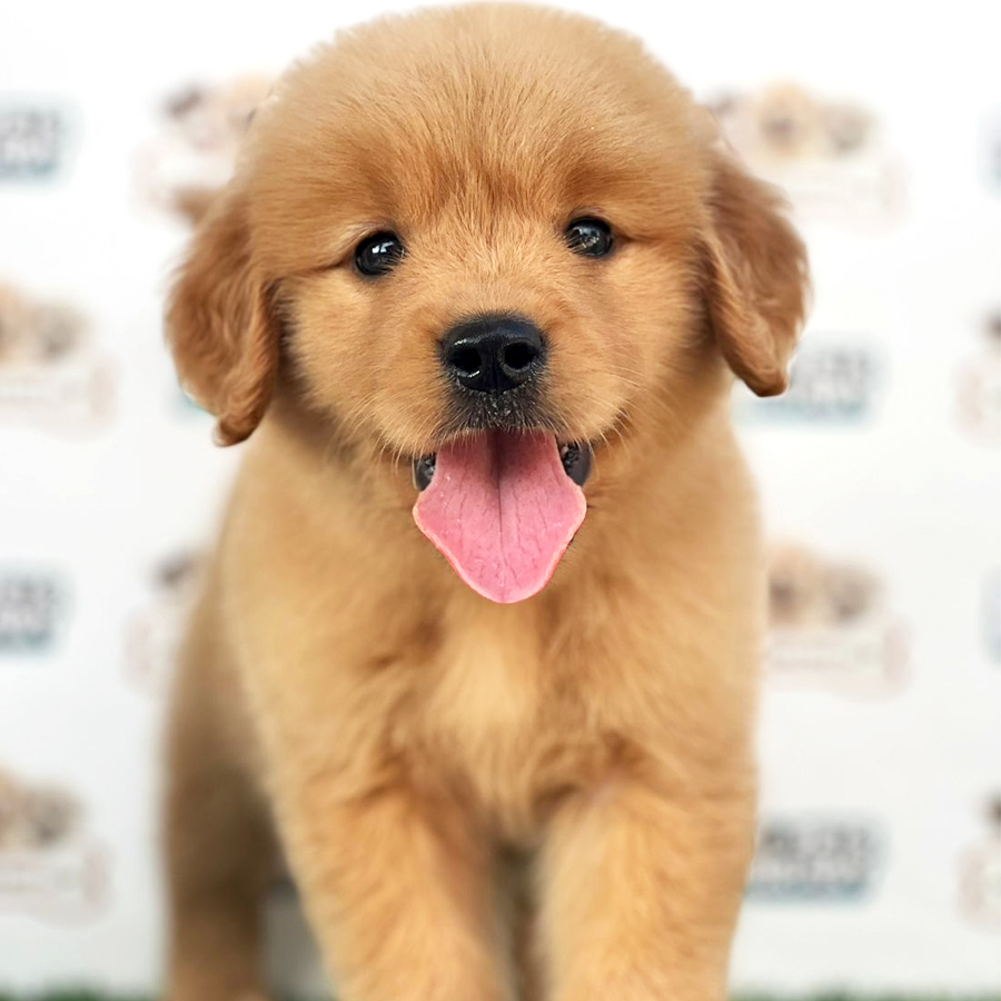 Golden Retriever Puppy (Male) For Sale