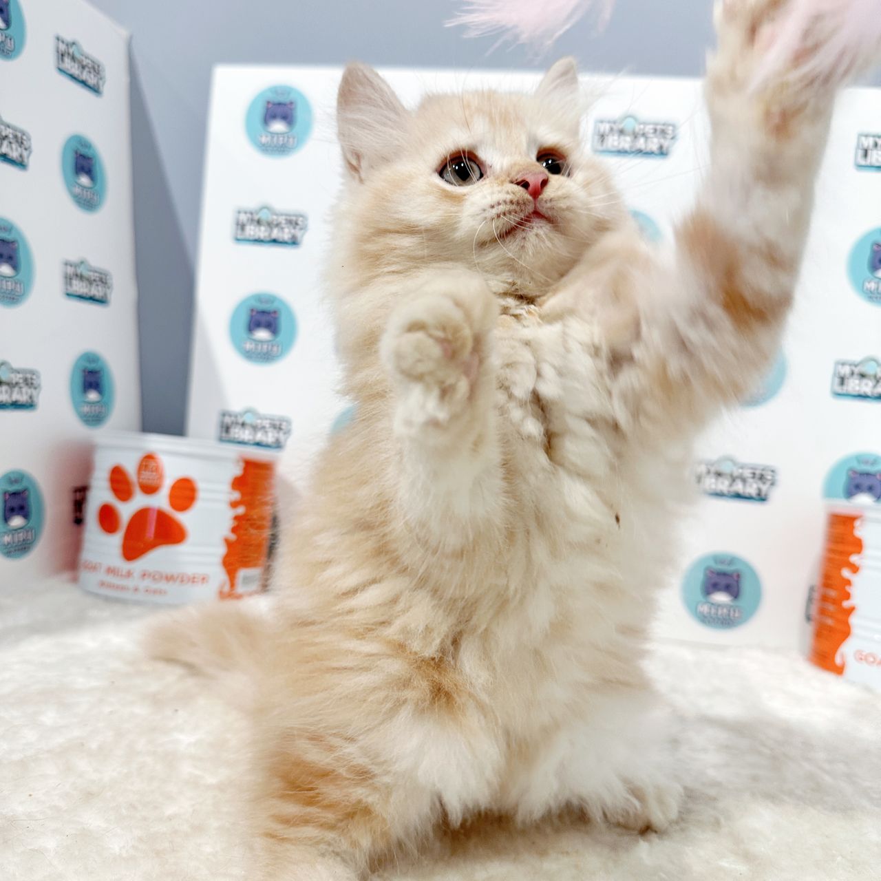 Persian Kitten (Male) For Sale