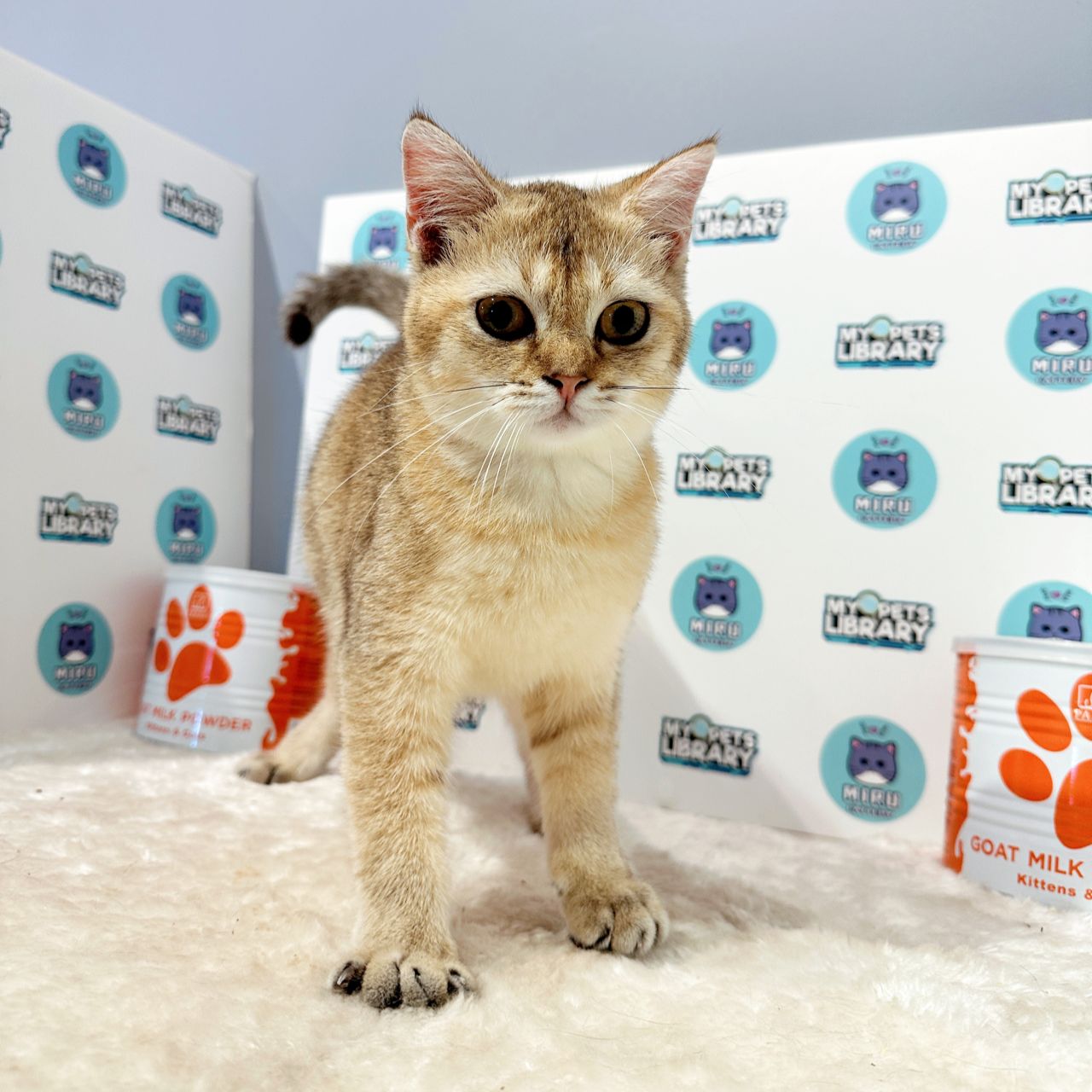 British Shorthair Kitten (Female) For Sale