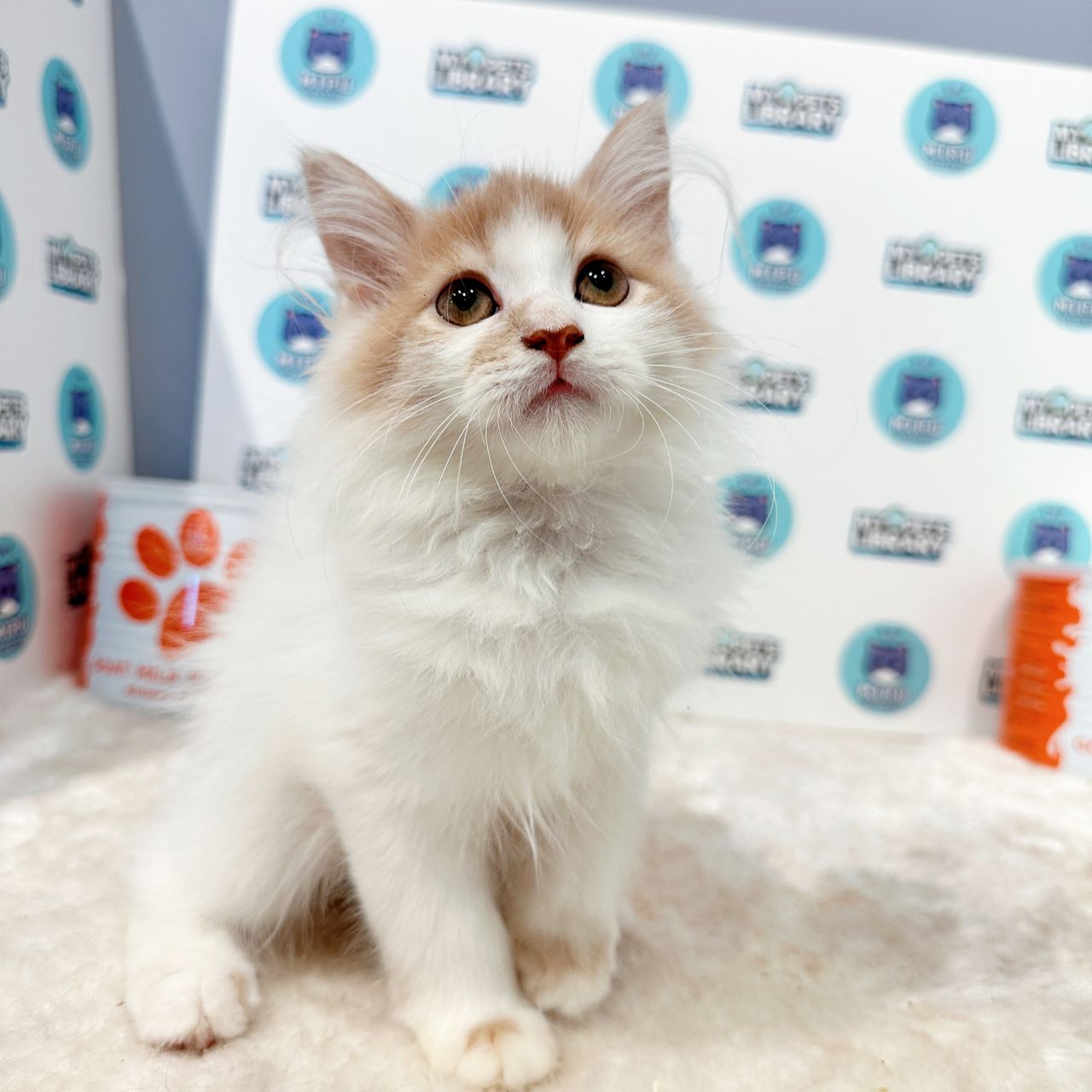 Munchkin Longhair Kitten (Male) For Sale