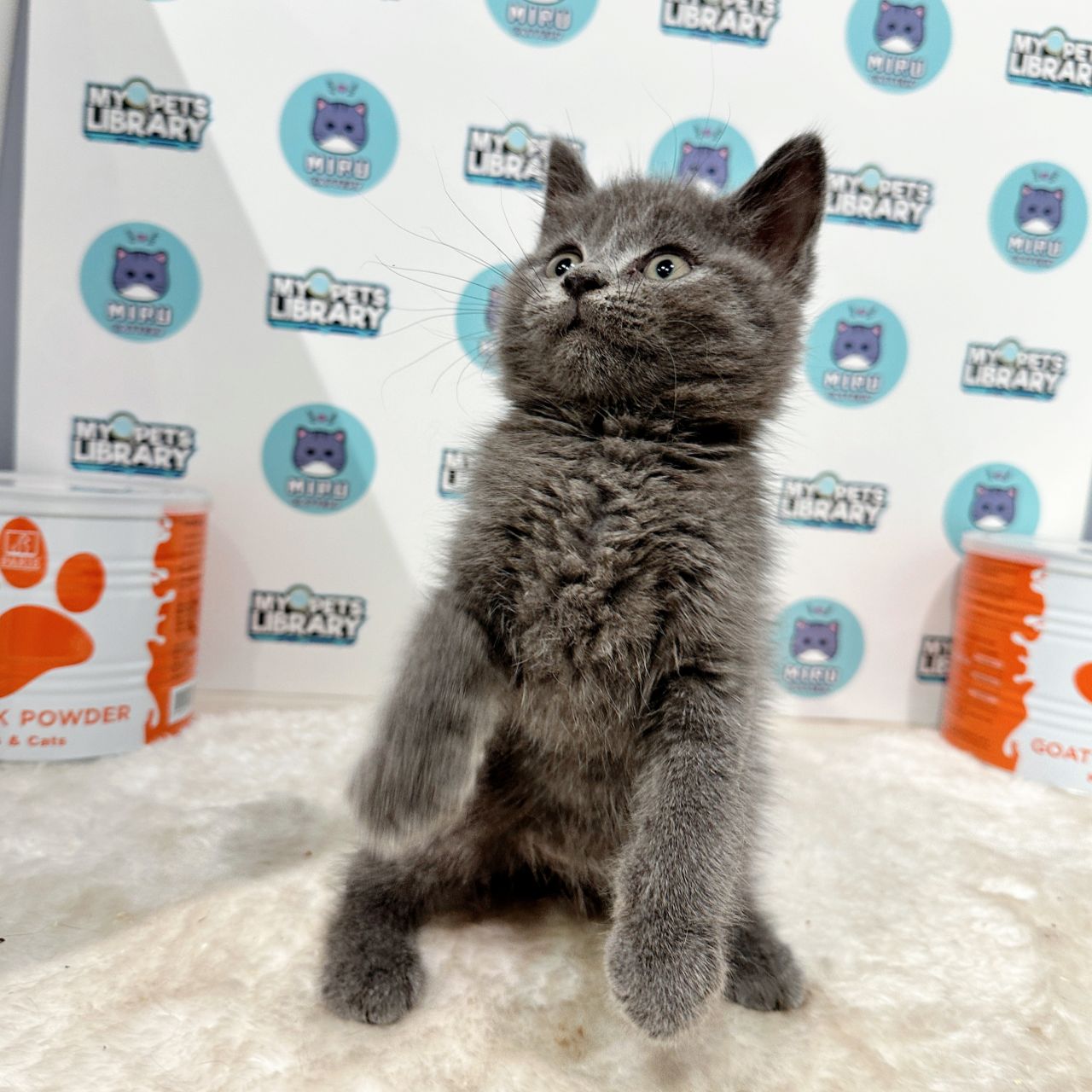 British Shorthair Kitten (Male) For Sale