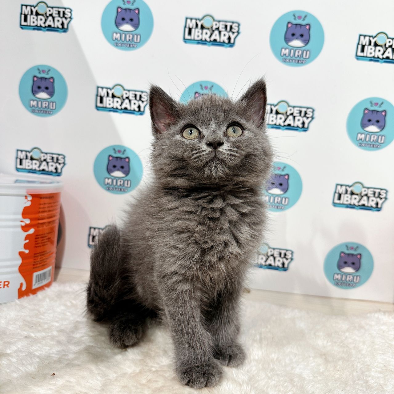 British Shorthair Kitten (Female) For Sale