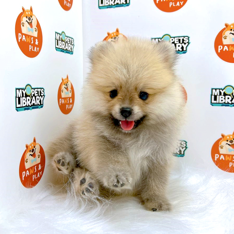 Pomeranian Puppy (Male) For Sale