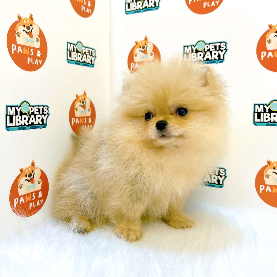 Pomeranian Puppy (Female) For Sale