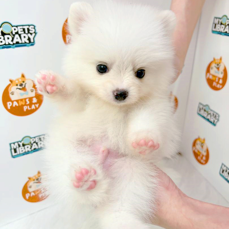 Pomeranian Puppy (Male) For Sale