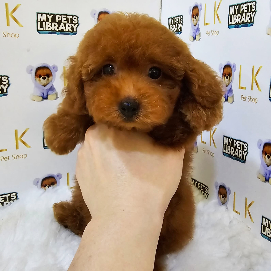Toy Poodle Puppy (Female) For Sale