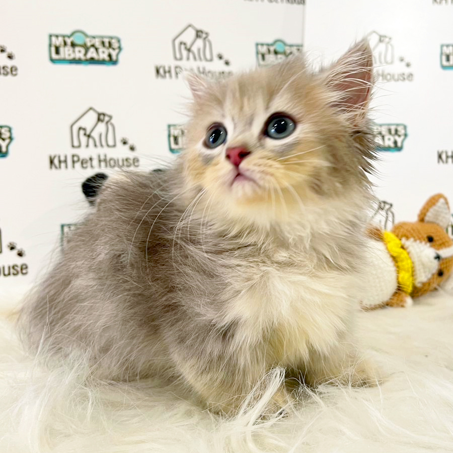Munchkin British Longhair Kitten (Female) For Sale