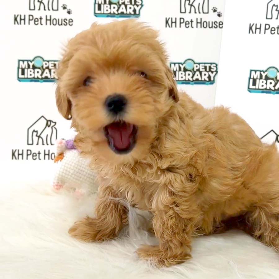 Maltipoo Puppy (Female) For Sale