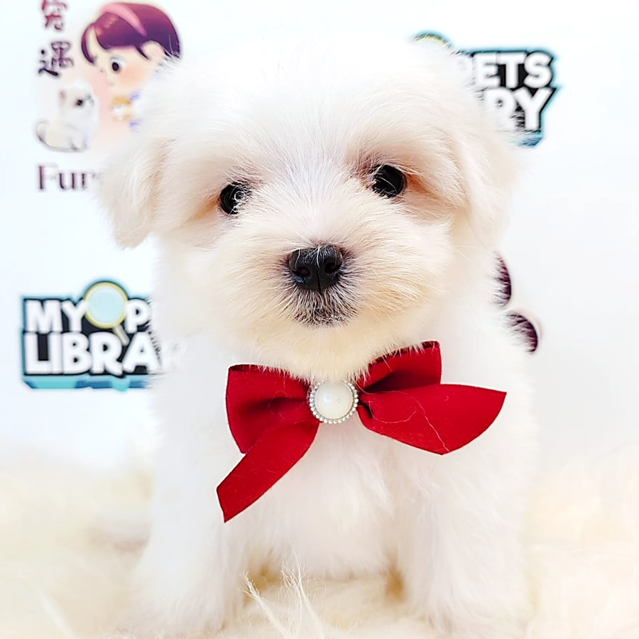 Tiny Maltese Puppy (Female) For Sale