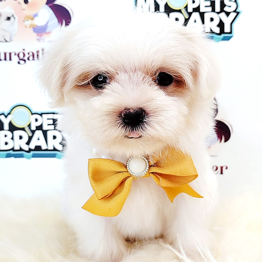 Tiny Maltese Puppy (Female) For Sale