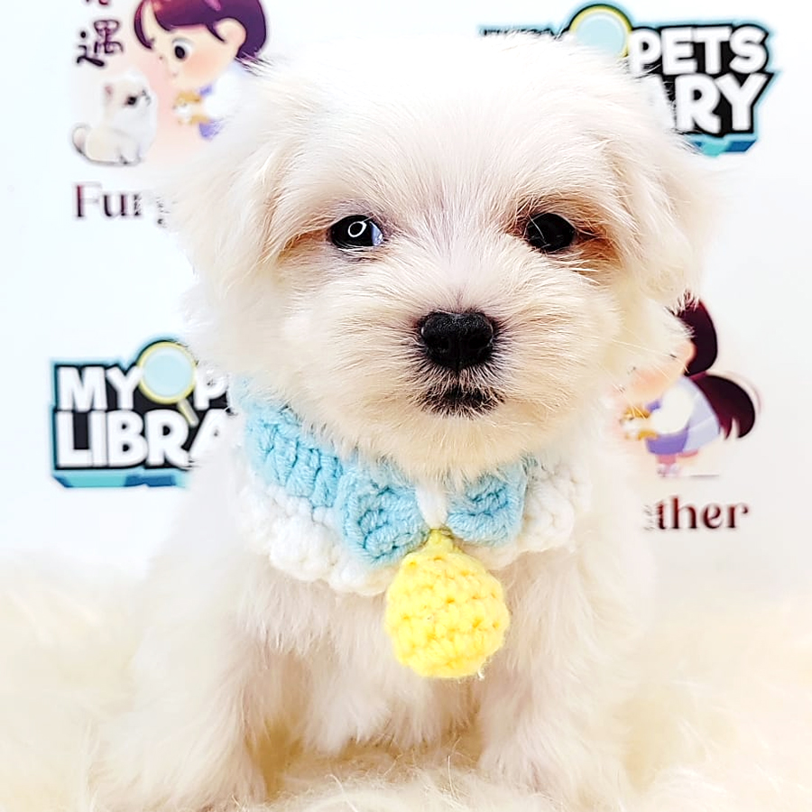 Tiny Maltese Puppy (Male) For Sale