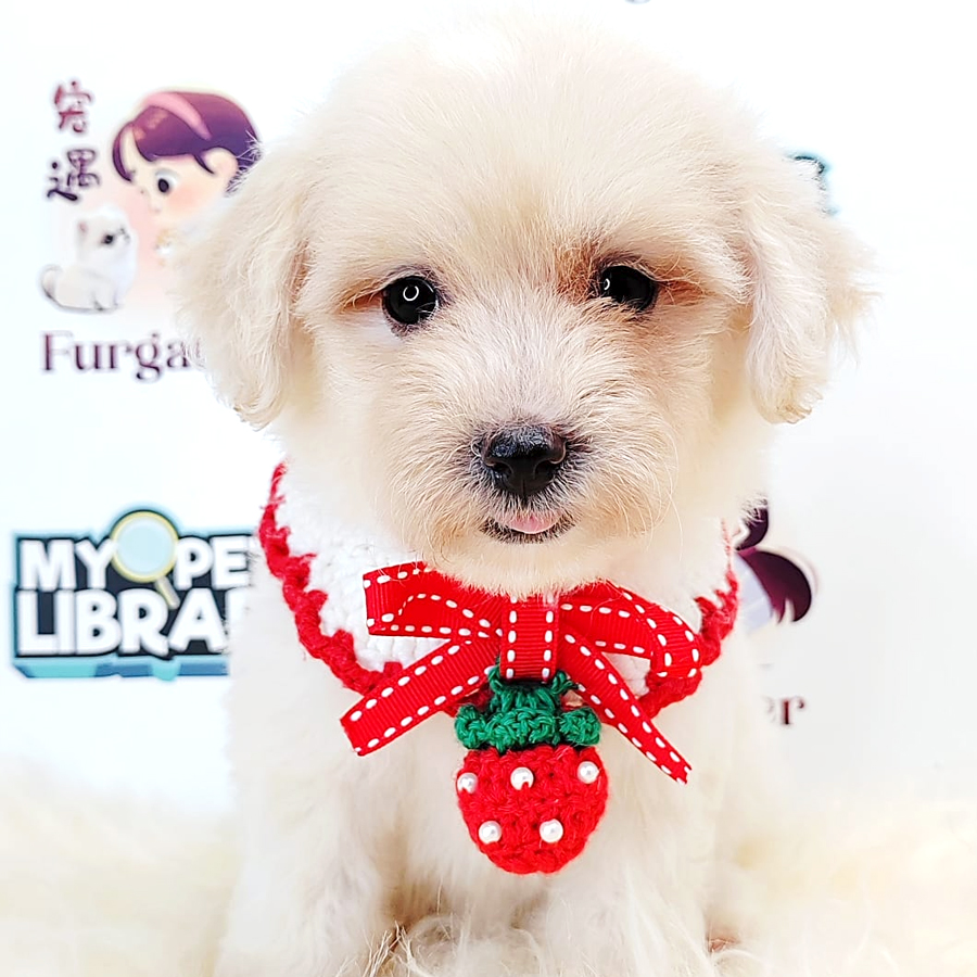 Maltipoo Puppy (Female) For Sale